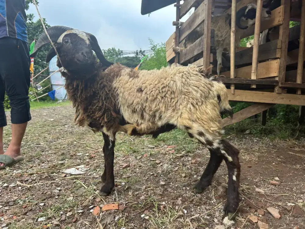 Domba siap qurban