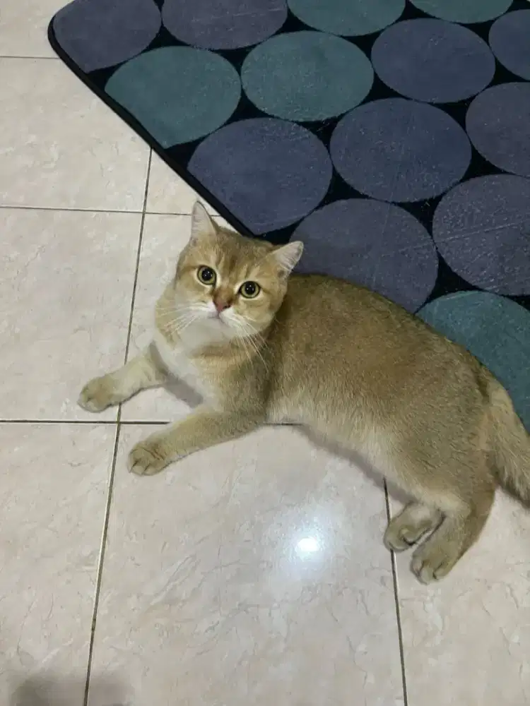 Kucing british shorthair