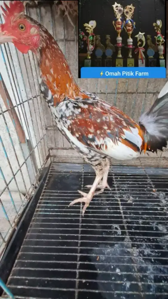 AYAM KETAWA USIA REMAJA TRAH DURASI/DURSAM