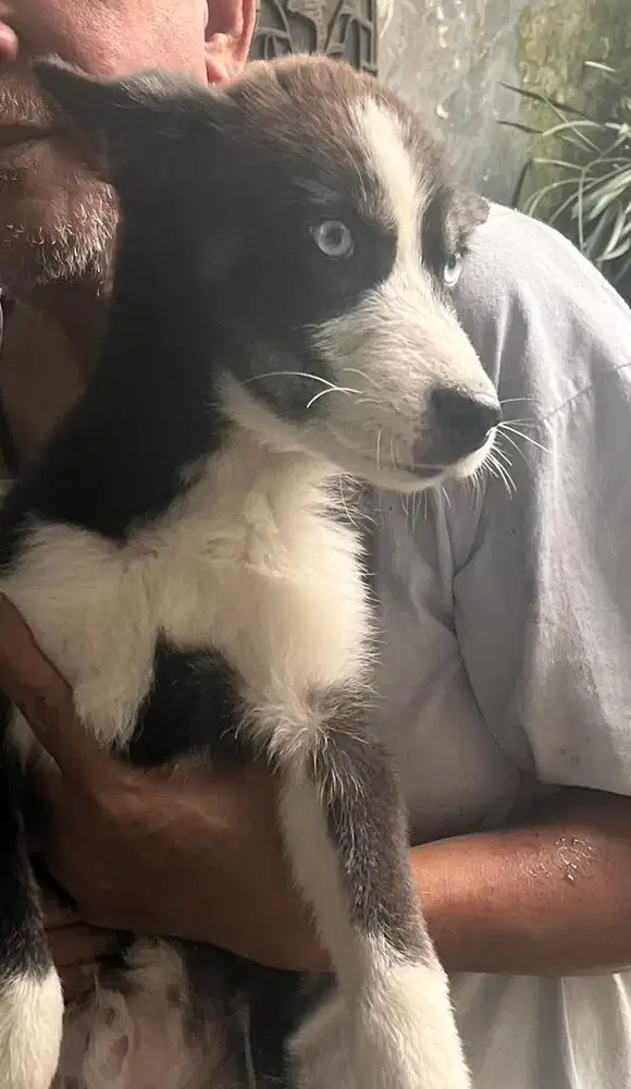 Siberian husky puppy male