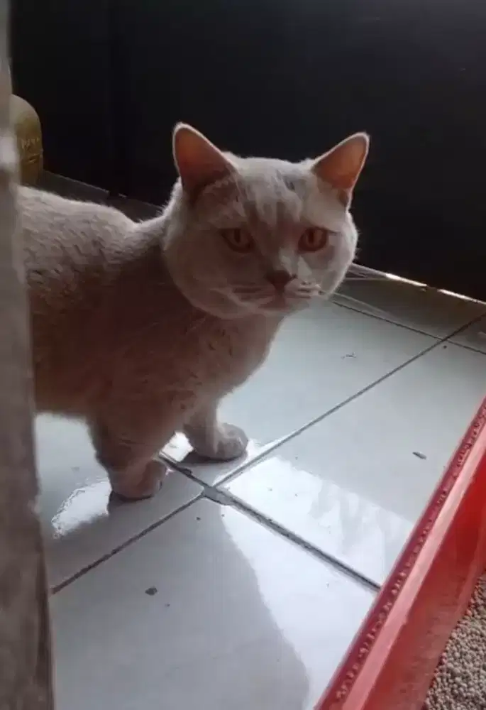 Kucing  BSH MUNCHKIN jantan,birahi ,usia 18 bulan