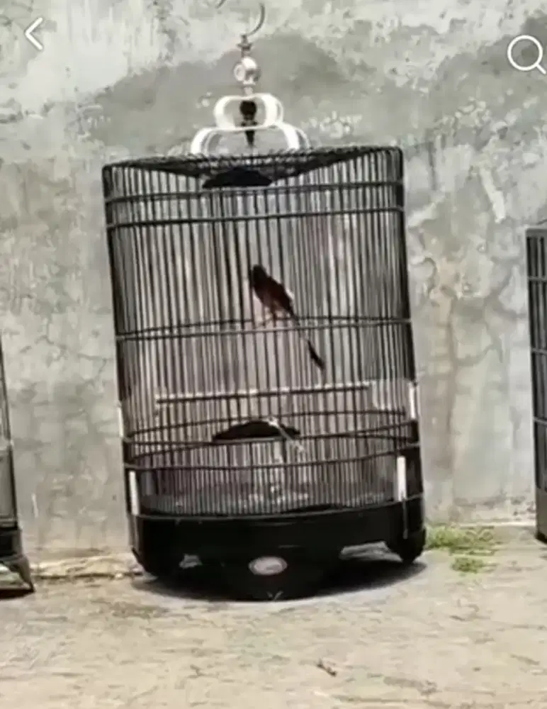 Burung murai batu