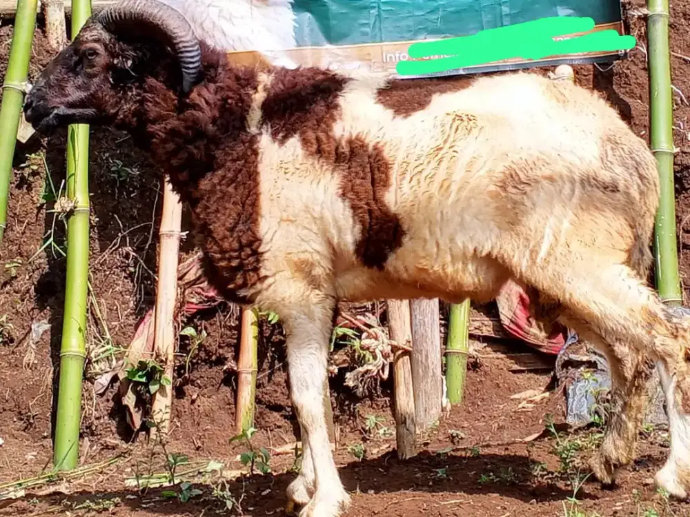 Domba Qurban Asli dari Peternak Harga Nego sampai jadi murah
