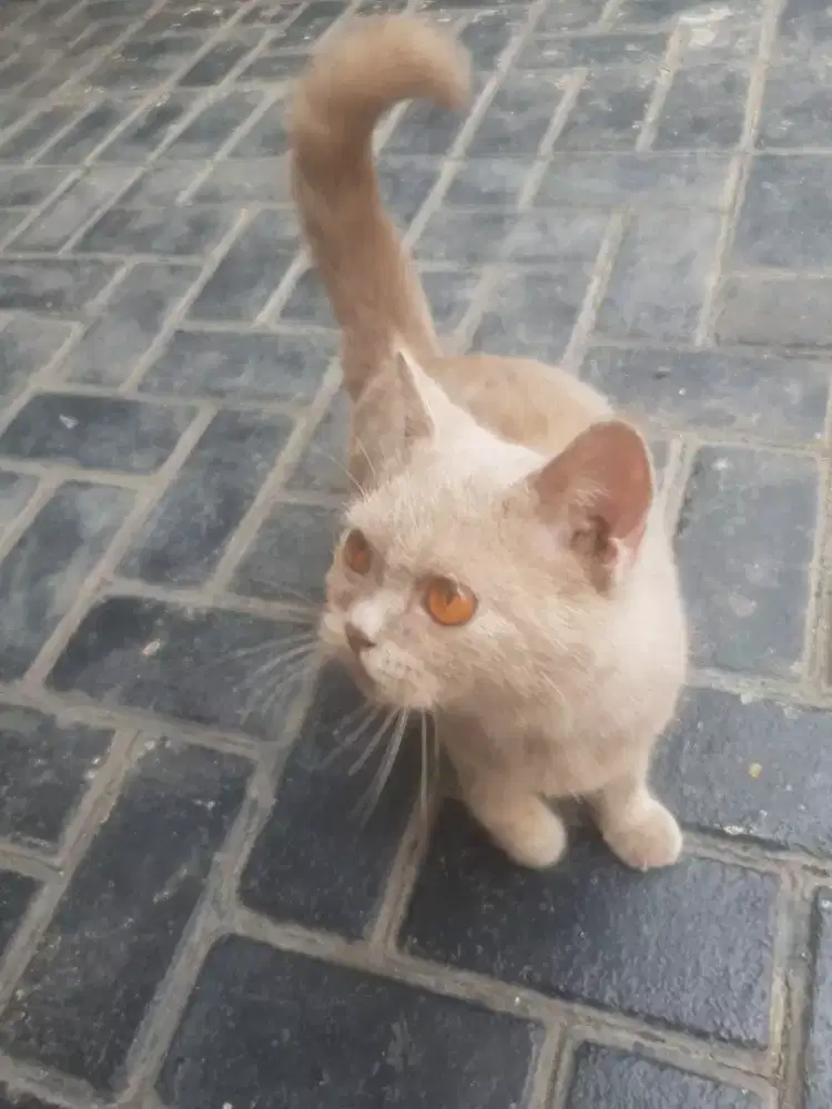 Kucing BSH jantan usia 6 bulan