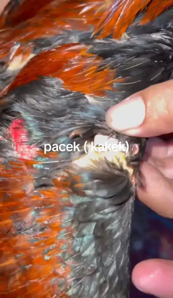 Ayam Bangkok pakhoy trh import
