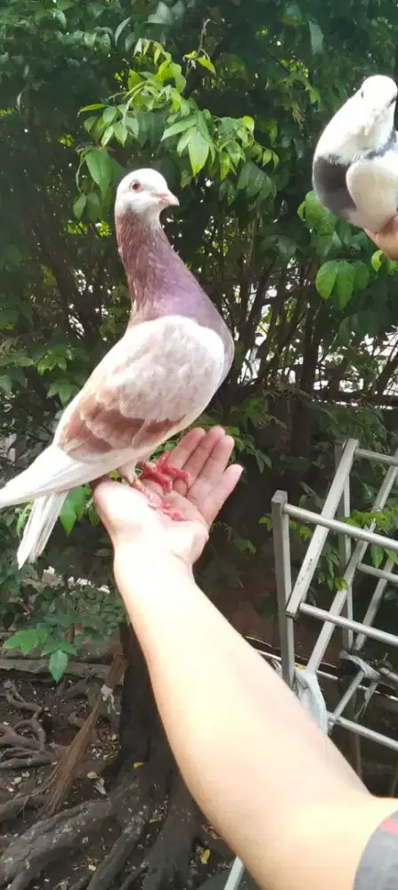 Sepasang burung dara