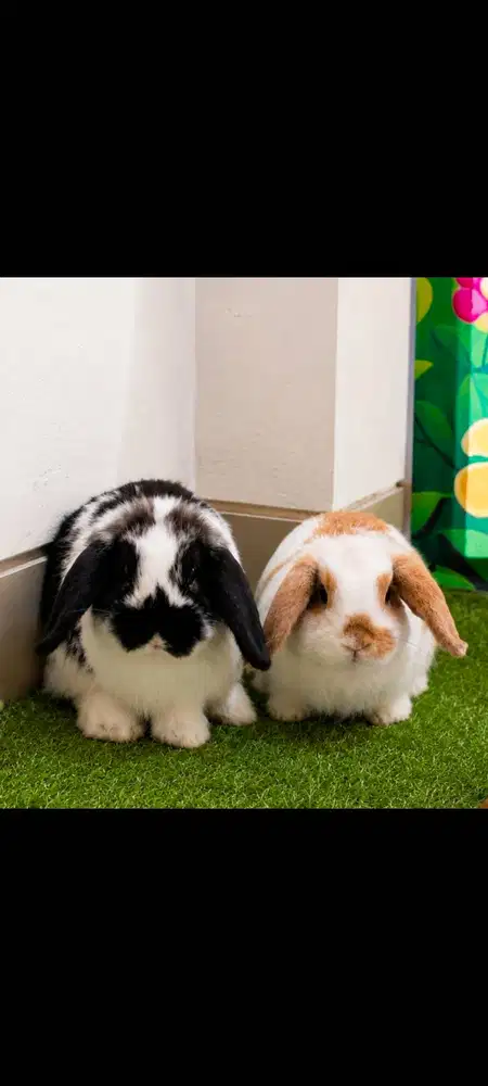 Kelinci Holand Lop Harga Murah