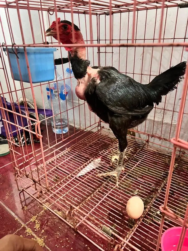 Ayam saigon, ayam botak, ayam gundul, ayam hias