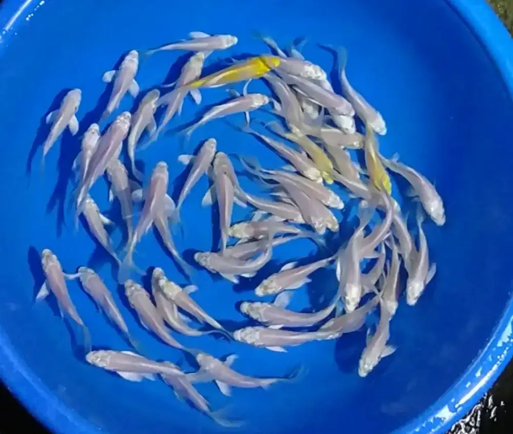 Ikan koi size 15cm
