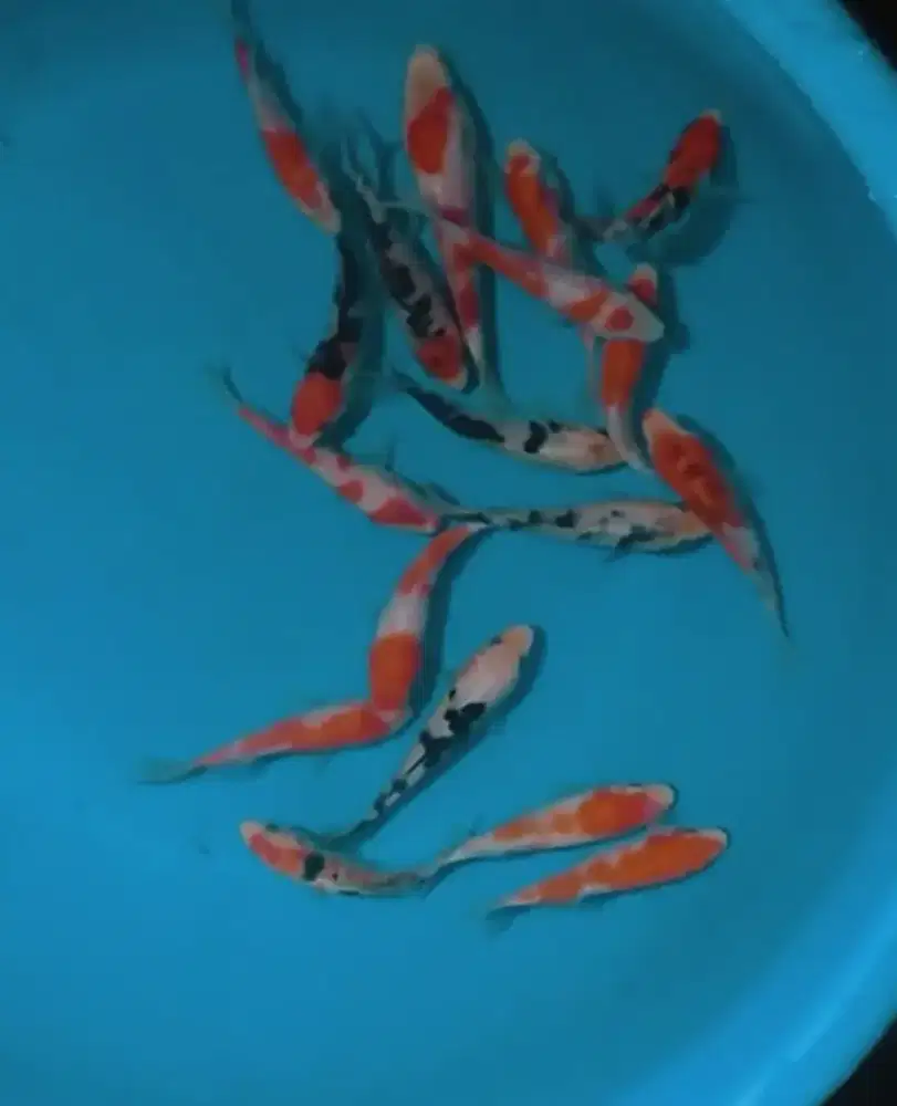 Ikan koi size 13cm