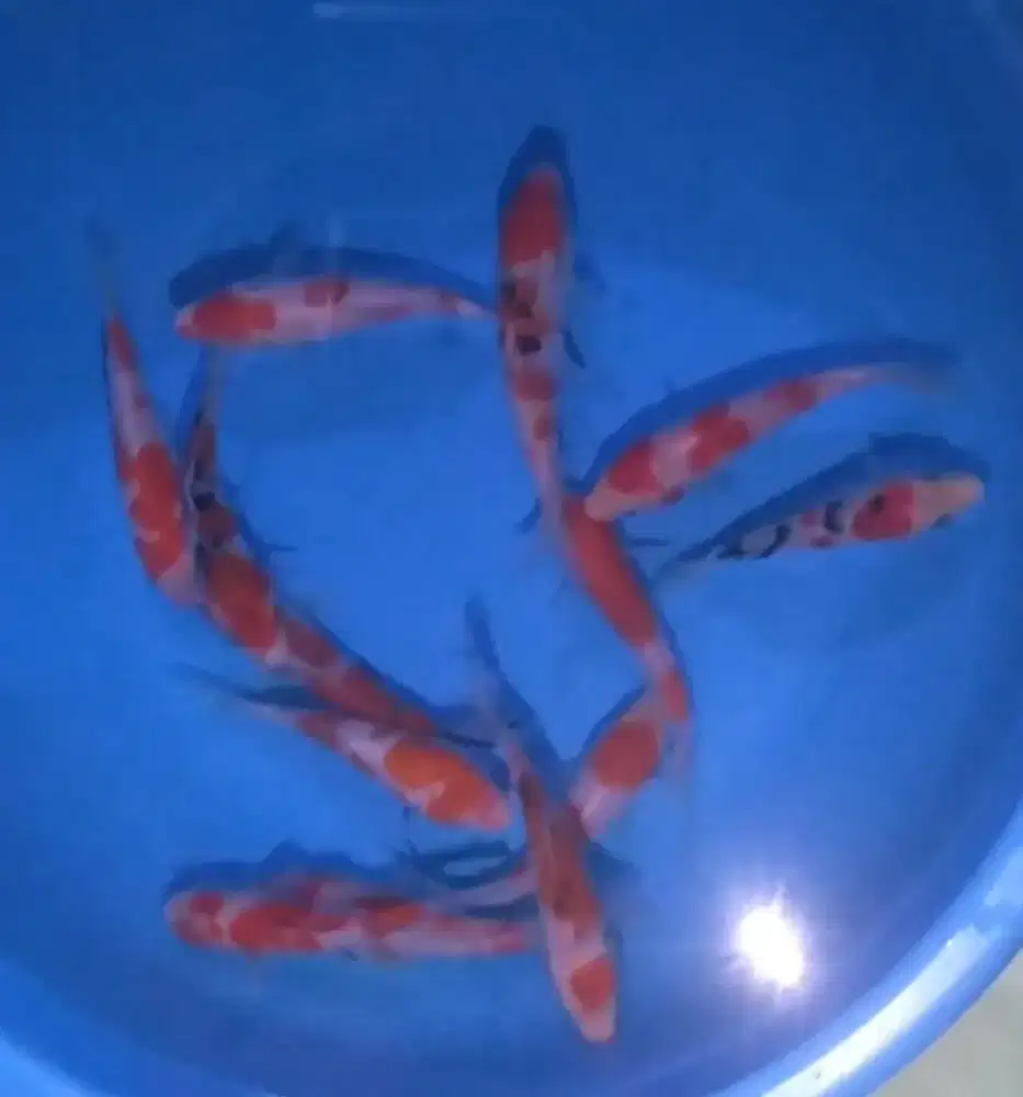 Ikan koi size 15cm