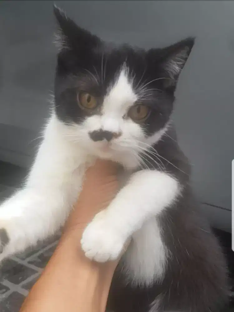KUCING BSH 6 bulan warna hitam putih