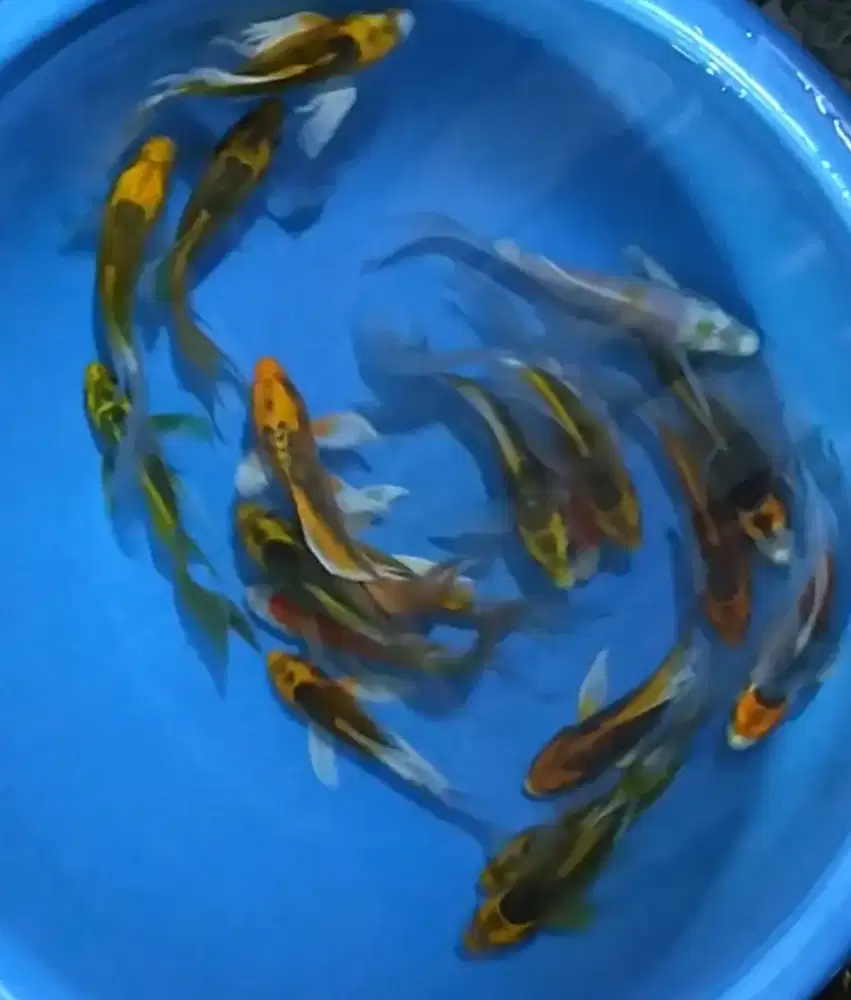 Ikan koi size 15cm