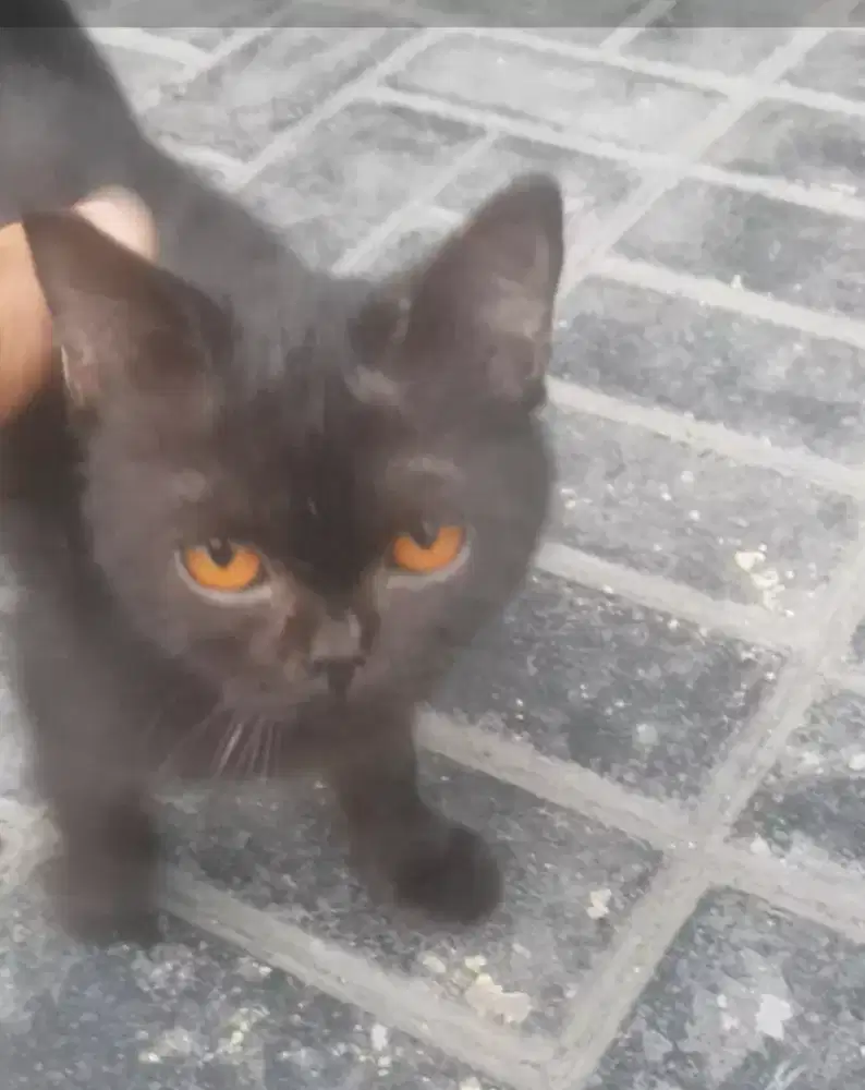 KUCING BSH HITAM