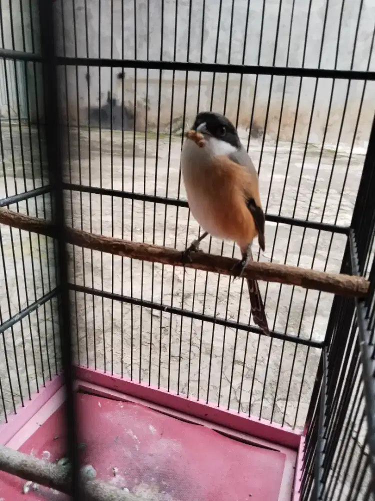 Burung pentet jatim ring fullset