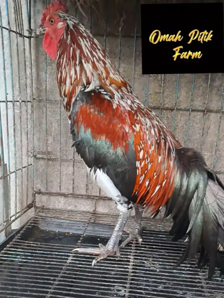 AYAM KETAWA JANTAN JENGGER MAWAR MURAH