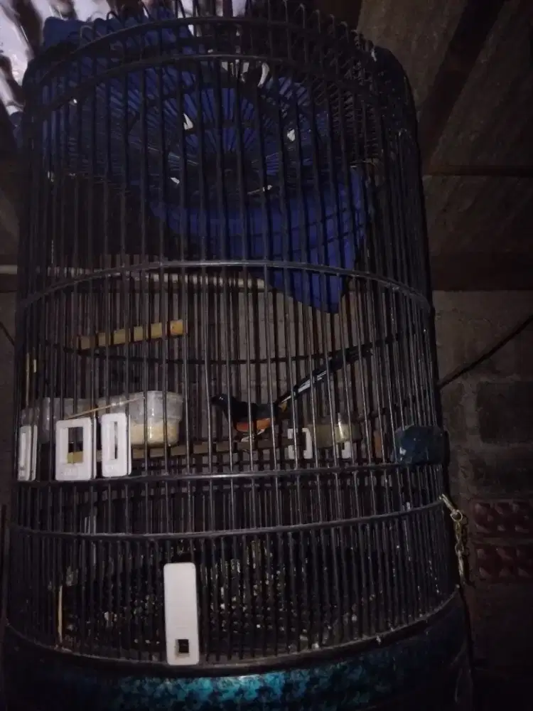 Murai siapa cpet aja