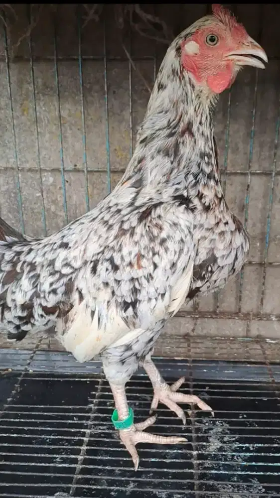 AYAM KETAWA BETINA DURASI SAMBUNG JENGGER MAWAR