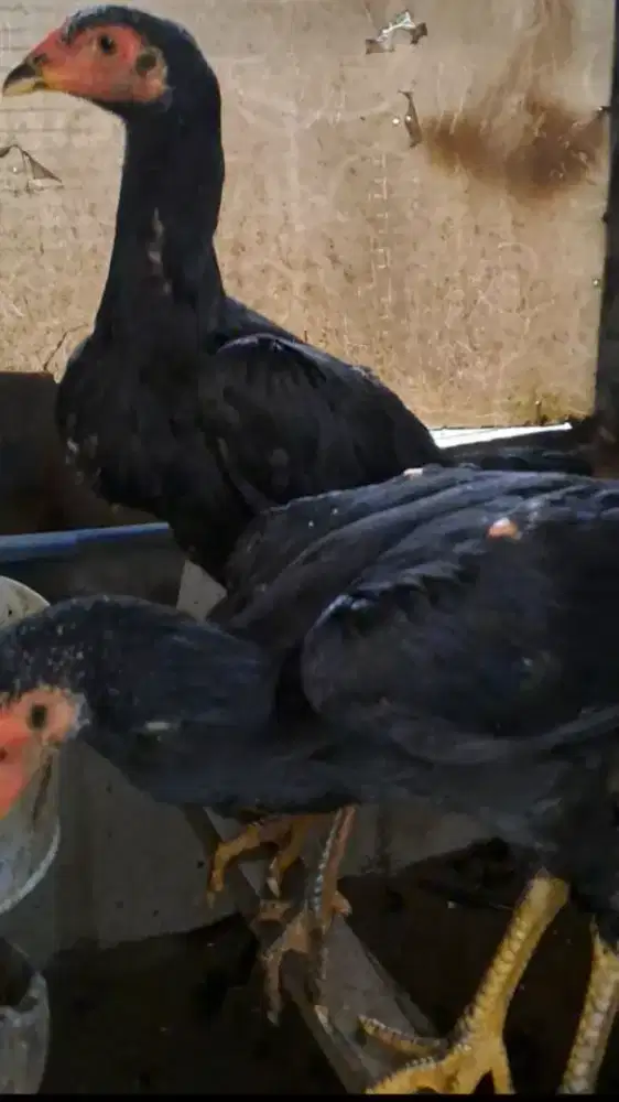 AYAM BANGKOK BETINA ( 2 EKOR ) MURAH