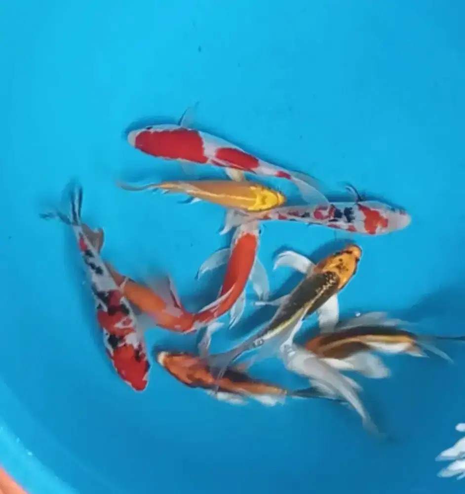Ikan koi size 15-17cm