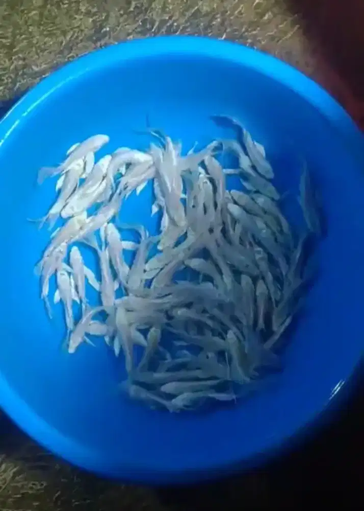 Ikan koi size 13cm