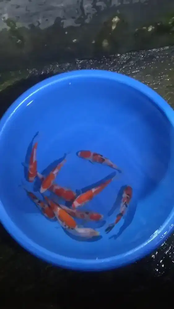 Ikan koi size 15-20cm