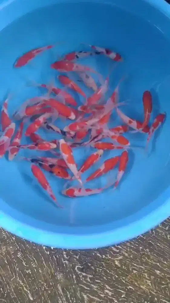 Ikan koi size 15cm