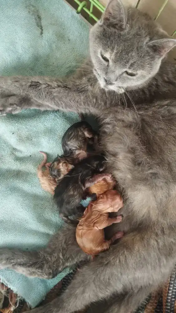 BSH INDUK BORONGAN ANAK 4