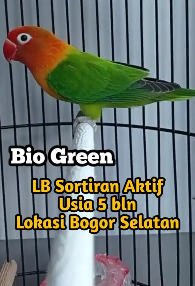 Burung lovebird sortiran aktif LB Biola Green