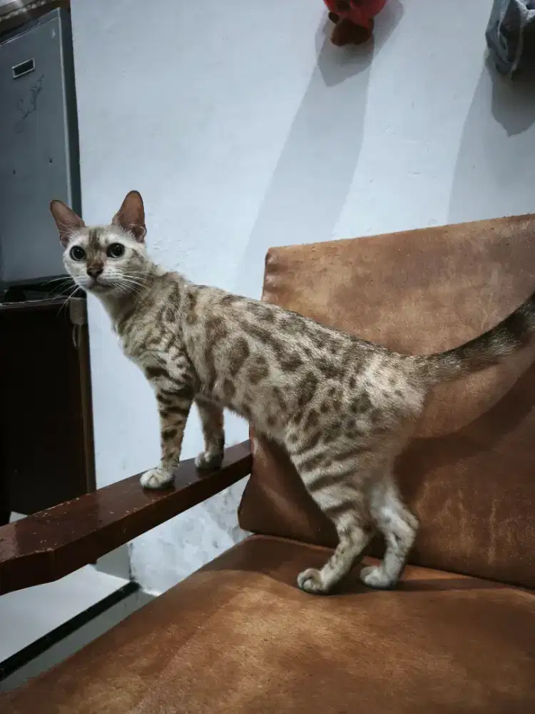 Si Owi dewasa unyu