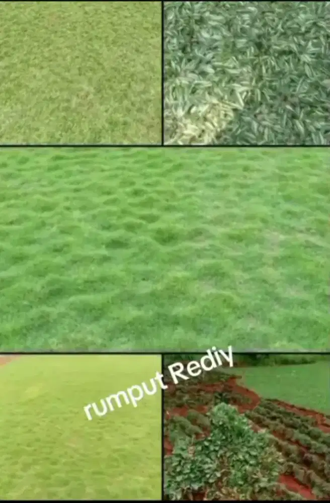 Jual berbagai macam jenis rumput untuk taman rumah dll