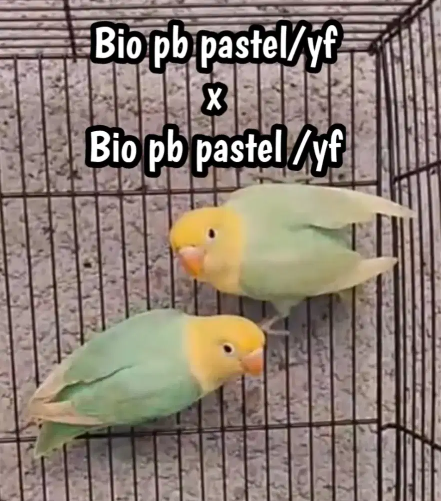 Burung Lovebird Biola PB Pastel/YF sepasang LB