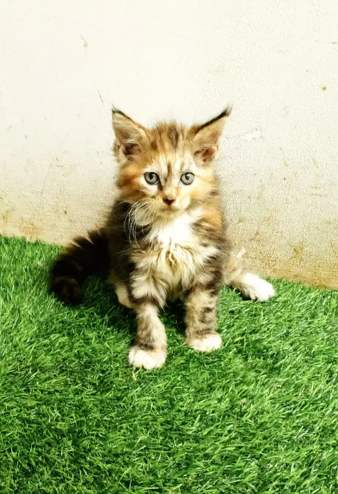 Kitten MaineCoon Betina Pure Bkn mix.
