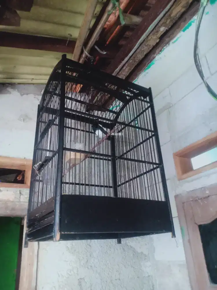 Kacer rawatan,udah deker,minus dua kuku jari ga ada,jual plus kandang