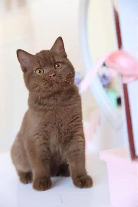 Kucing british shorthair bsh british short hair