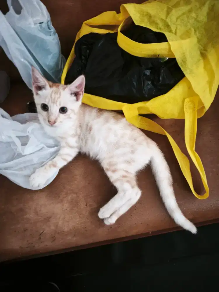 Anak kucing warna Snowy