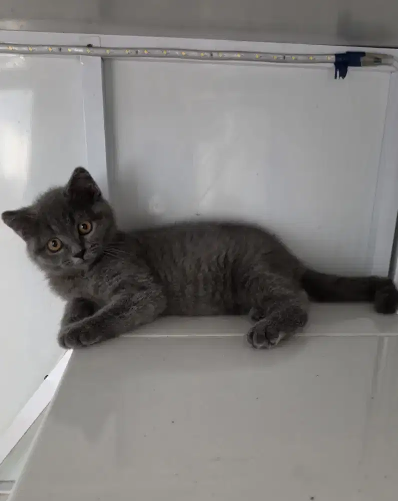KUCING BSH 3 BULAN BRITISH SHORT HAIR