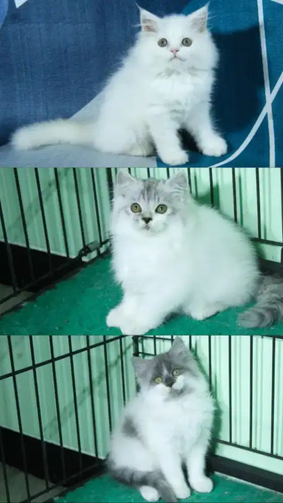 kucing kitten anakan anggora persia ragdoll himalaya british munchkin