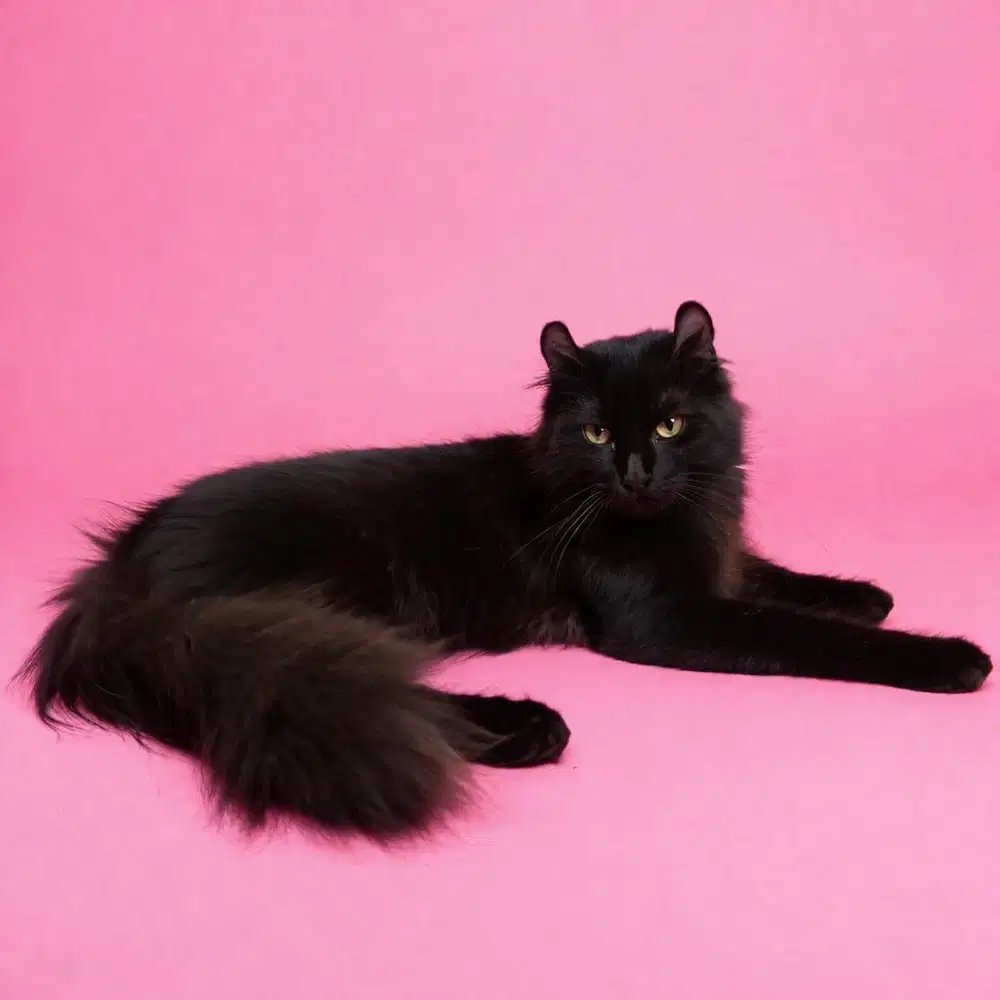 Kucing american curl / kitten acl / American curl / curl