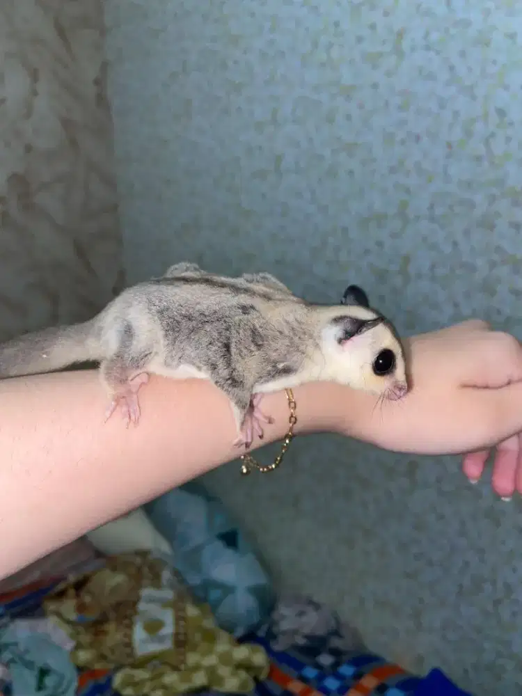 Sugar Glider Classic Gray