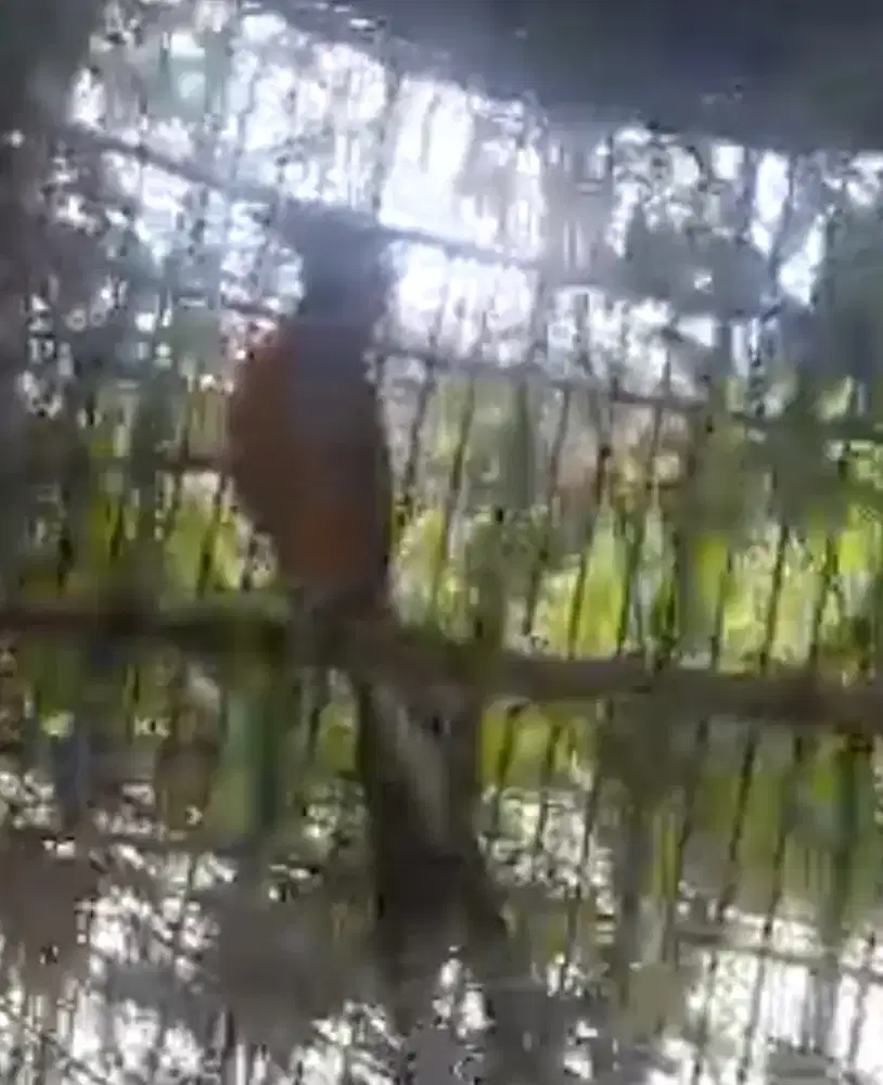 Burung murai batu