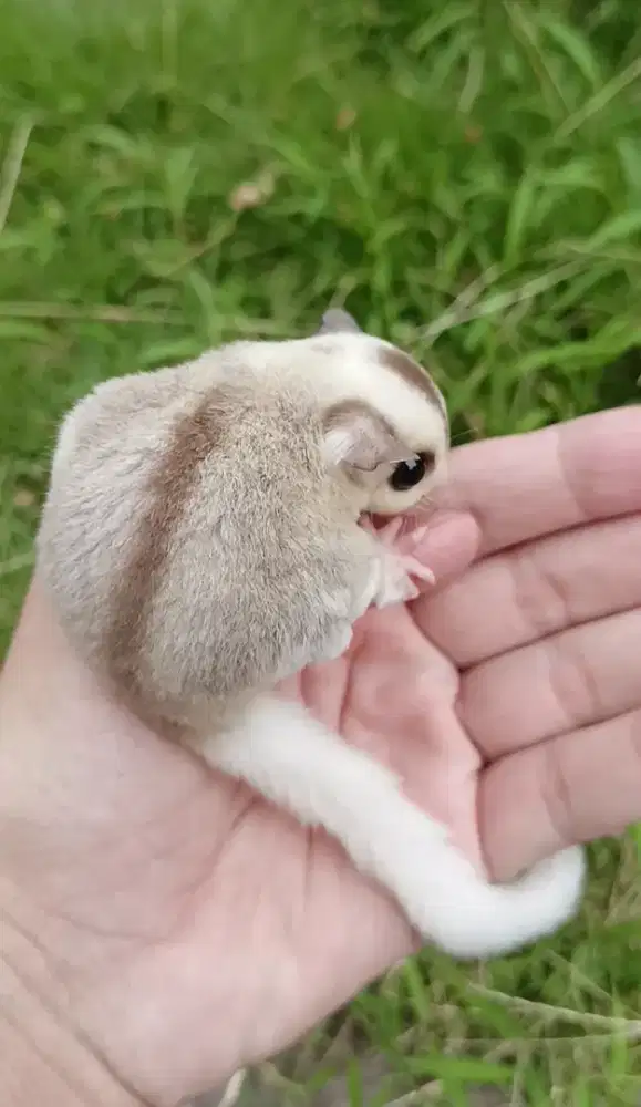 Sugar glider caramos jantan joey