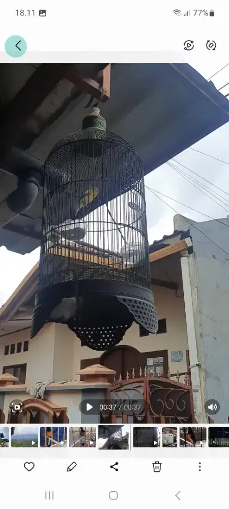 Kenari F1sf gacor