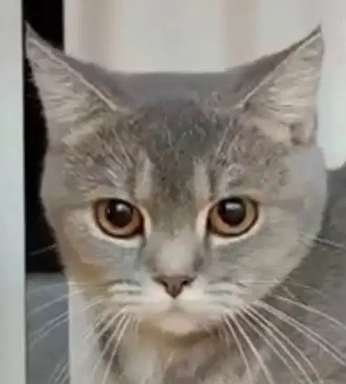 ART Perawat Kucing dan Halaman Rumah