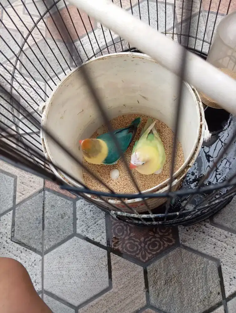 Burung lovebird PB