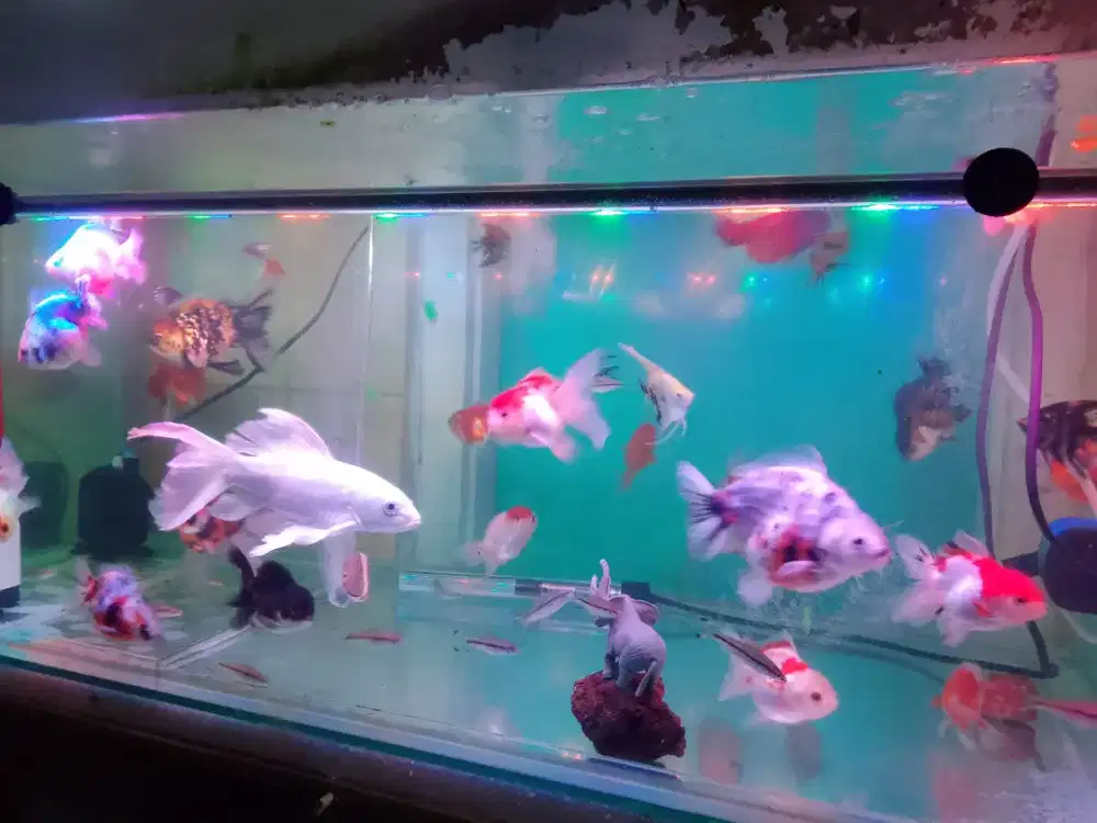Ikan hias koki /goldfish