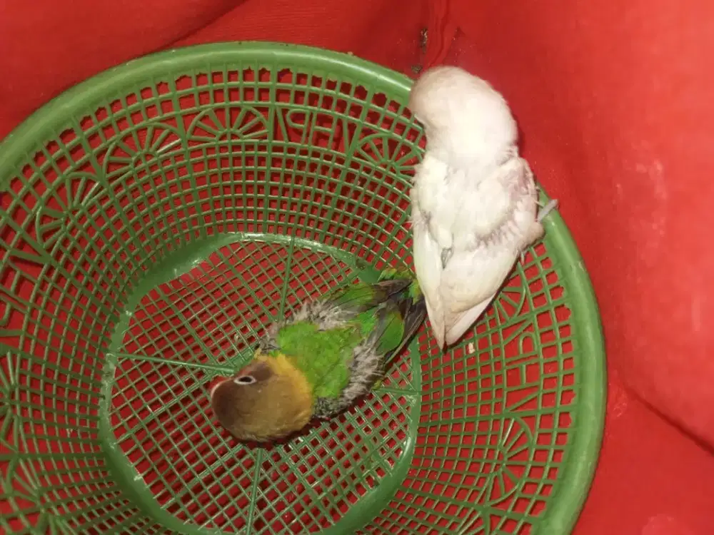 Lolohan lovebird warna blue ice sama josan harga perekor