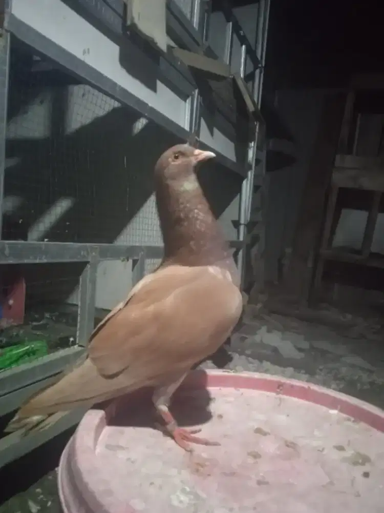 Merpati. Kolongan prospek