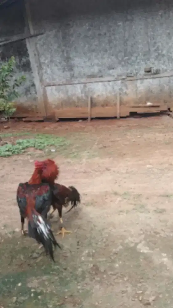 Ayam jago pama/Mangon