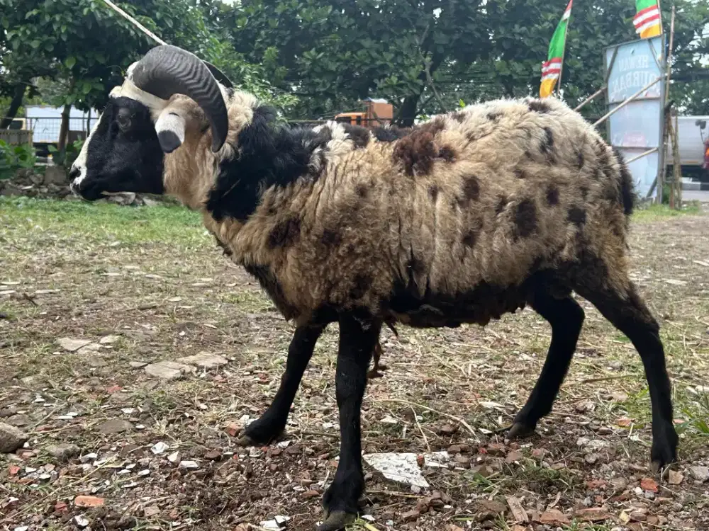 Domba Qurban Type 103